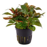 035A Ludwigia glandulosa